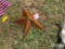 METAL STAR