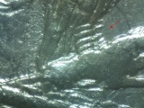 1878 DOUBLED DIE REVERSE MORGAN DOLLAR