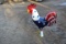 SMALL RED WHITE & BLUE ROOSTER . ~