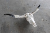 Long Horn Cow Skull