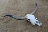Longhorn Cow Skull . ~