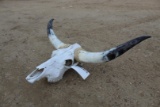 Longhorn Cow Skull . ~