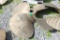 50x50 Left Handed Propeller