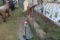 Eagle Weather Vane