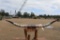 Large Bull Horns