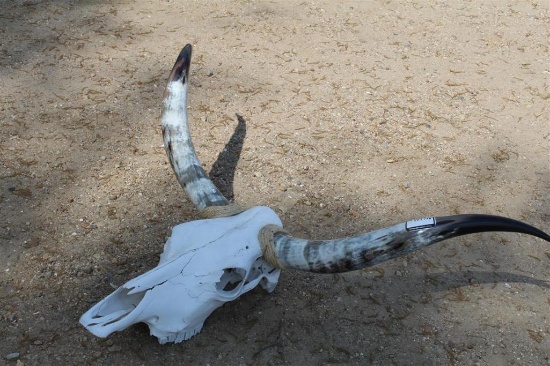LONG HORN SKULL