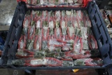 LOT OF WIRE CUTTERS