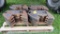 Case Tractor Front Weights