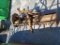 Flail Mower