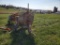 Multiquip EM90 Mortar Mixer