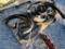 Cultivator Tines   'New'