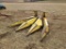 John Deere RC Corn Head