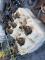 Kinze  Seed Hoppers
