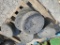Guage Wheels