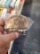 John Deere Belt Buckle