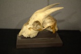 Animal Skull on Stand