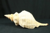 Conch Shell