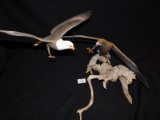 BIRD CARVING:  WOODEN CARVED BIRDS ON DRIFT WOOD, EAGLE FIGHTING A HAWK, ME