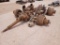 Truck Rear End Axles