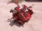 6 Cyl Case Diesel Engine