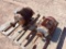 (2) Electric Motors