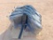 (4) Unused Construction Equipment Seats