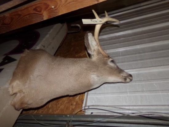 8Pt Buck Head Mount