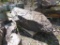 (1) Red Landscape Boulder - Sold by The Pallet