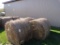(5) Round Bales - Early First Cut (5913)