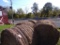 (5) Round Bales - Early First Cutting (5921)