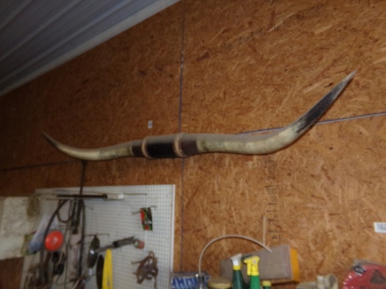 Large Steer Horns, Approx. 7', Mounted on the Wall (Garage)