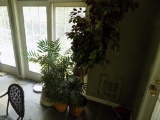 Group of Artificial Plants in Corner (Sun Room)