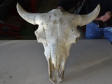 Buffalo Bull Skull