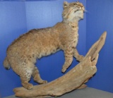 BOBCAT MOUNT ON DRIFTWOOD