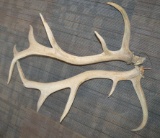 PAIR OF ELK ANTLERS