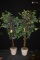 PAIR OF LARGE ARTIFICIAL TREES IN TAN PLANTERS,