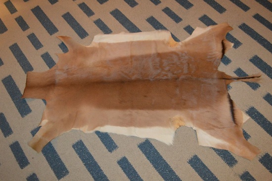 ANTELOPE HIDE, APPROX. 56" NECK TO TAIL