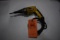 DEWALT DW268 ELECTRIC DRILL