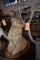 MOUNTED TAXIDERMY CARIBOU HEAD