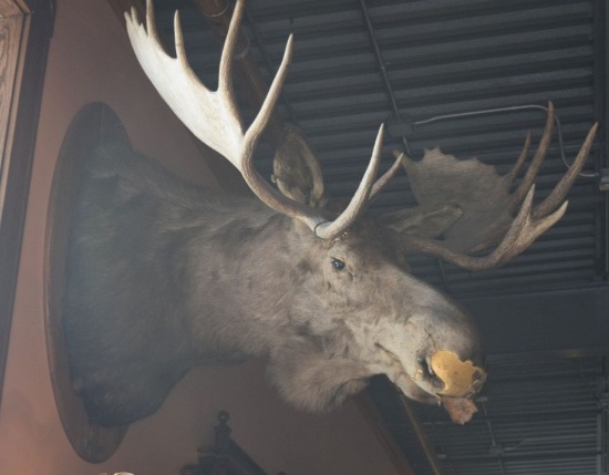 LARGE MOUNTED TAXIDERMY MOOSE HEAD