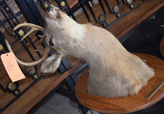 MOUNTED TAXIDERMY DEER HEAD, 12 POINT