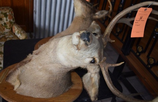 MOUNTED TAXIDERMY DEER HEAD, 10 POINT