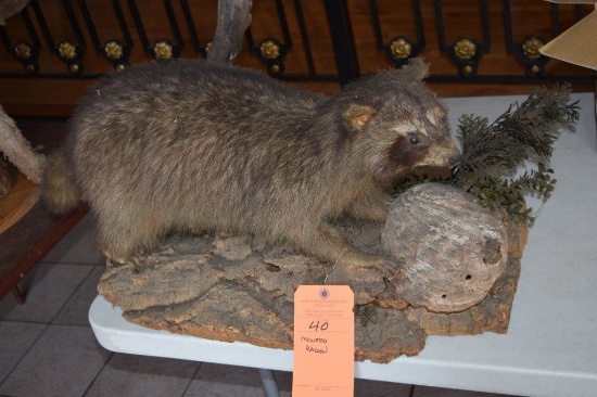 MOUNTED TAXIDERMY RACOON