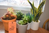 ASSORTMENT OF FAUX AND REAL PLANT