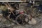 BACHTOLD WALK BEHIND LAWN MOWER 24