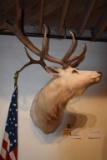 MICHIGAN WHITE ELK TROPHY MOUNT, 7 x 6 BOONE &