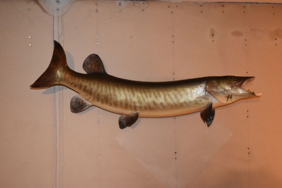MOUNTED MUSKIE, 41"