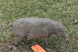 CONCRETE STANDING PIG APPROX. 16