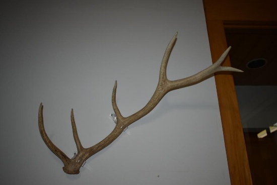 LARGE ANTLER - APPROX. 3' LONG - ELK??