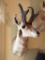 TAXIDERMY- ANTELOPE